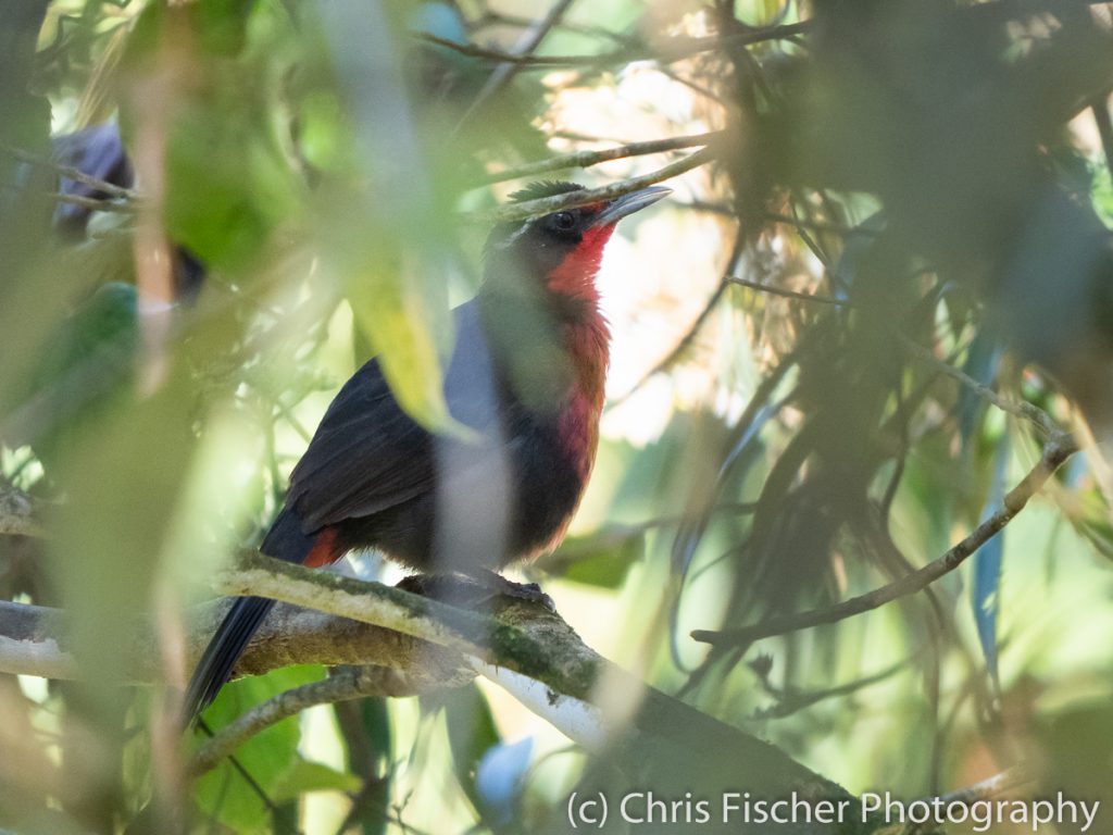 Rosy Thrush-Tanager, private farm near Copabuena, Costa Rica