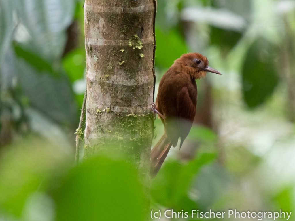 Ruddy Woodcreeper, Los Cusingos Reserve, Costa Rica