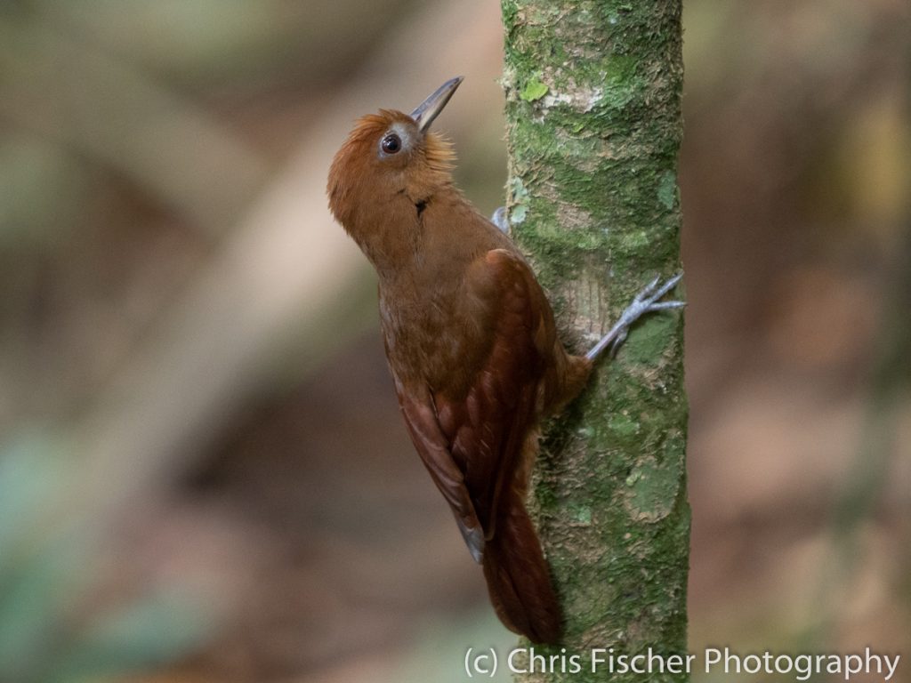 Ruddy Woodcreeper, Los Cusingos Reserve, Costa Rica