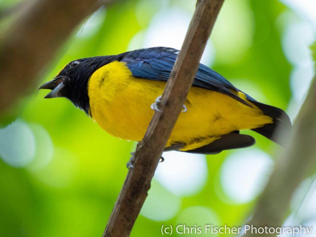 Spot-crowned Euphonia, Quizarrá, Costa Rica