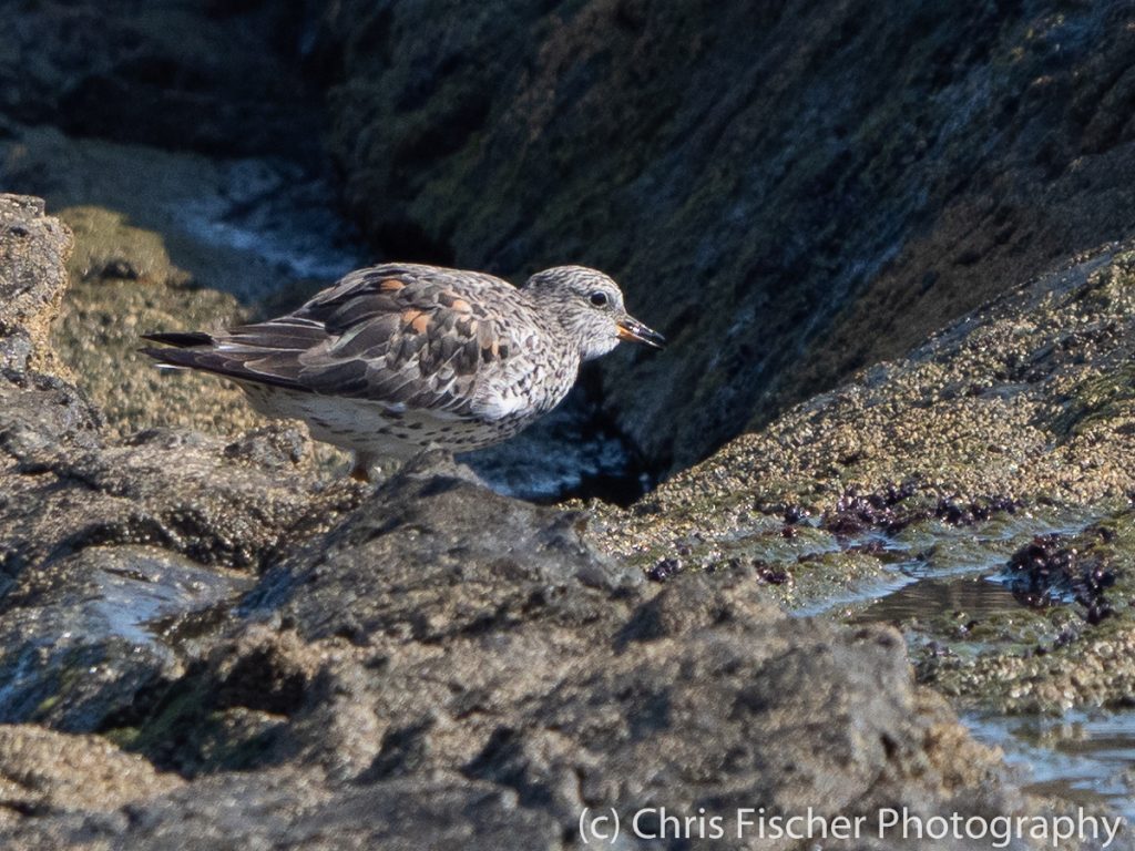 Surfbird, Rocas de Amancio, Dominicalito, Costa Rica