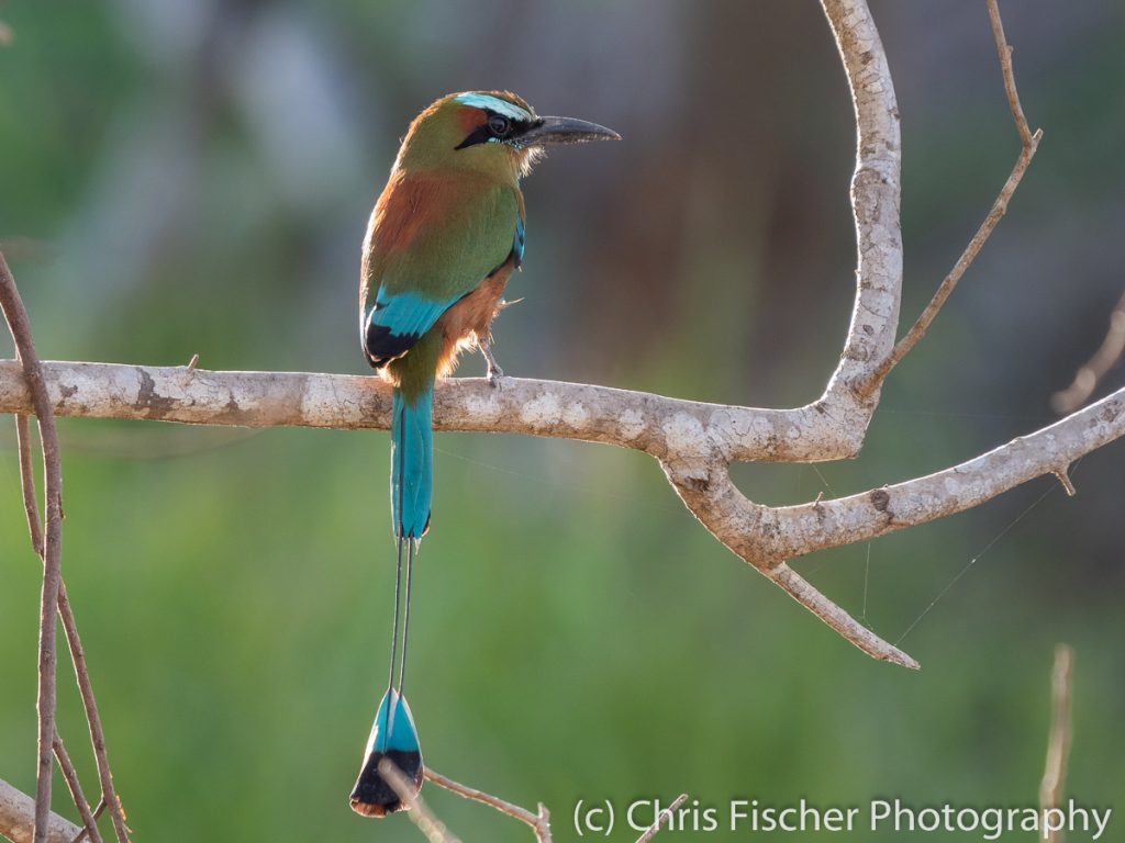 Turquoise-browed Motmot, Punta Morales, Costa Rica