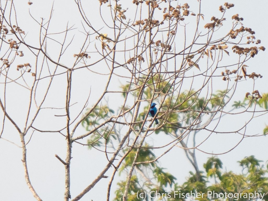 Turquoise Cotinga, Quizarrá, Costa Rica