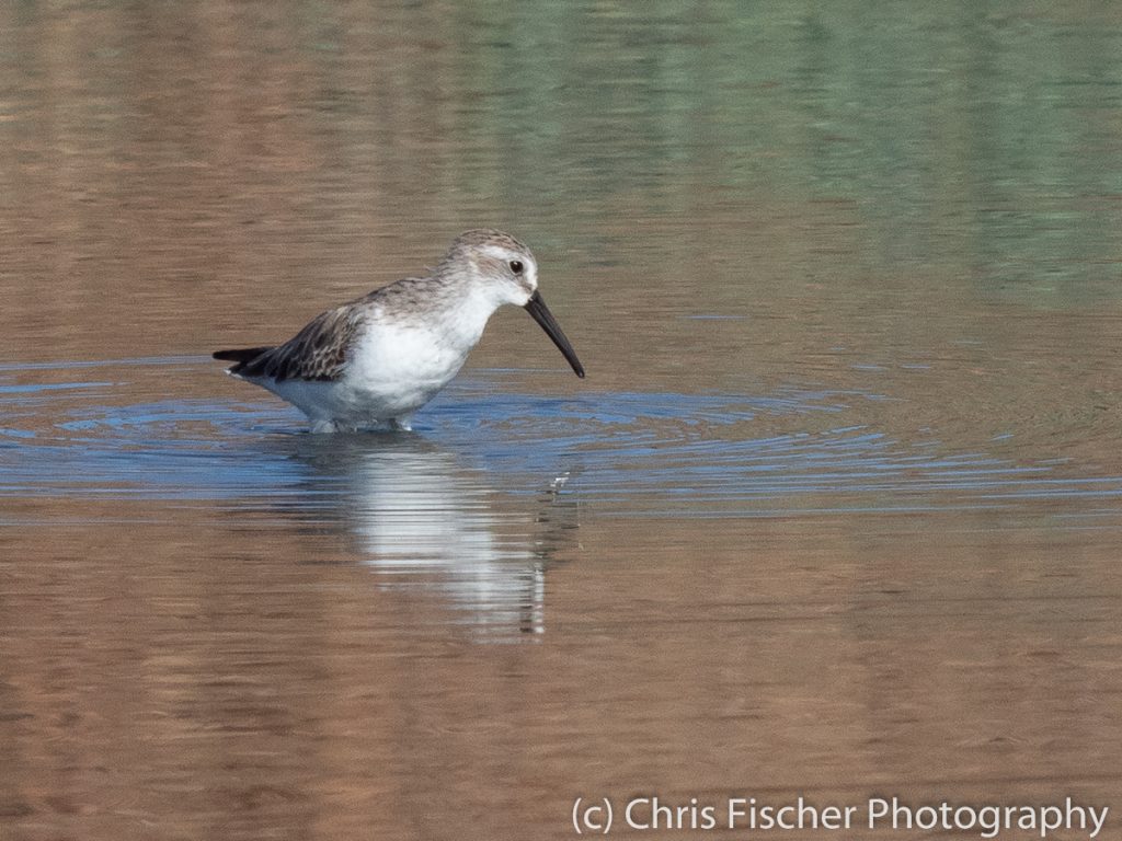 Western Sandpiper, Punta Morales, Costa Rica