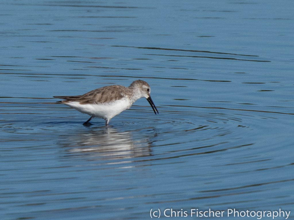 Western Sandpiper, Punta Morales, Costa Rica