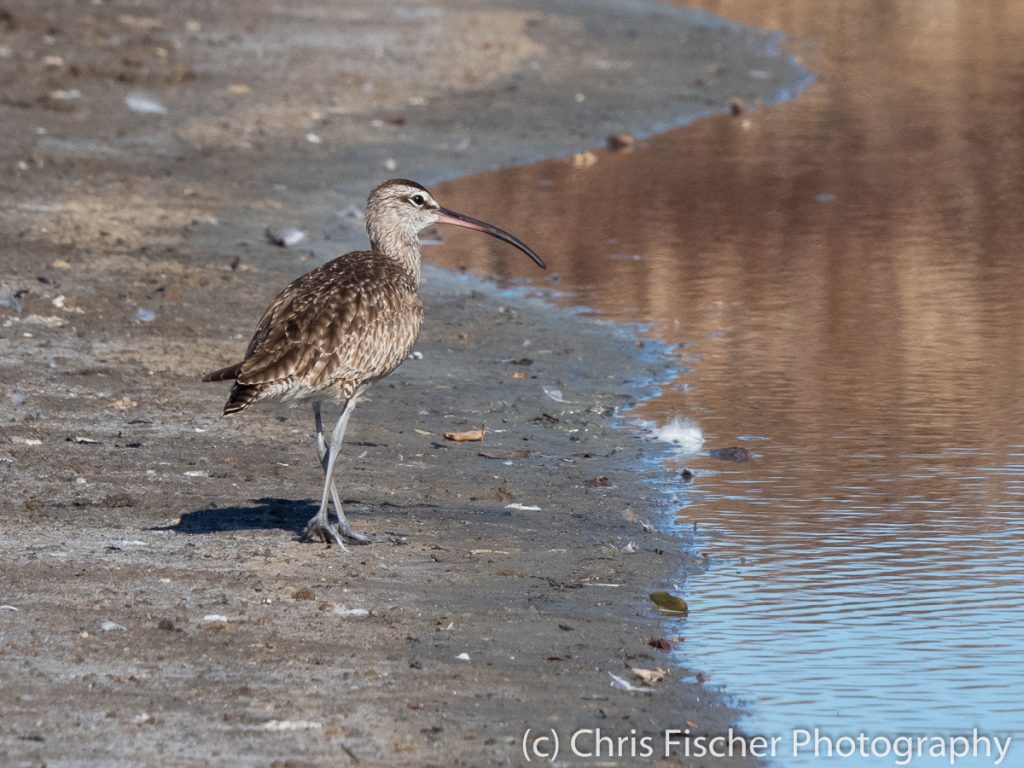 Whimbrel, Punta Morales, Costa Rica