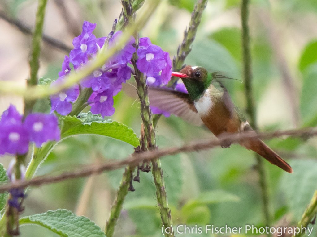 White-crested Coquette, Quizarrá, Costa Rica