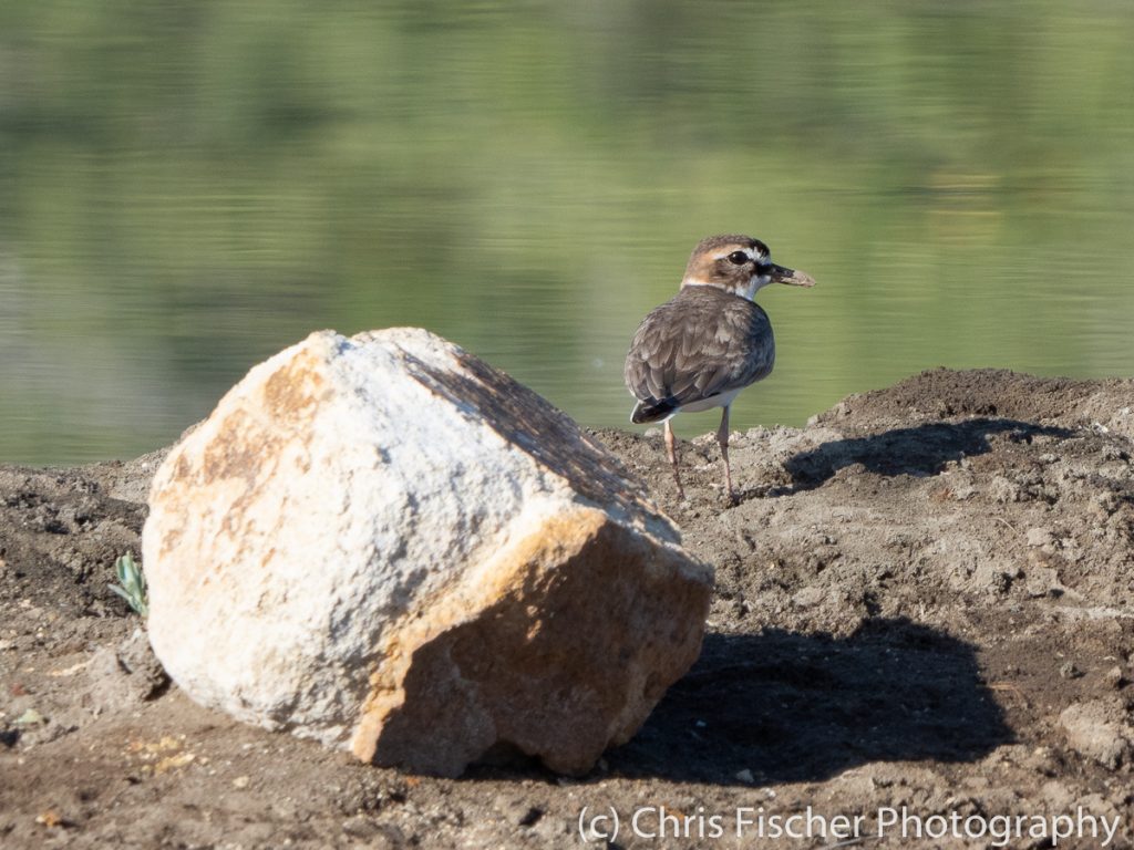 Wilson's Plover, Punta Morales, Costa Rica