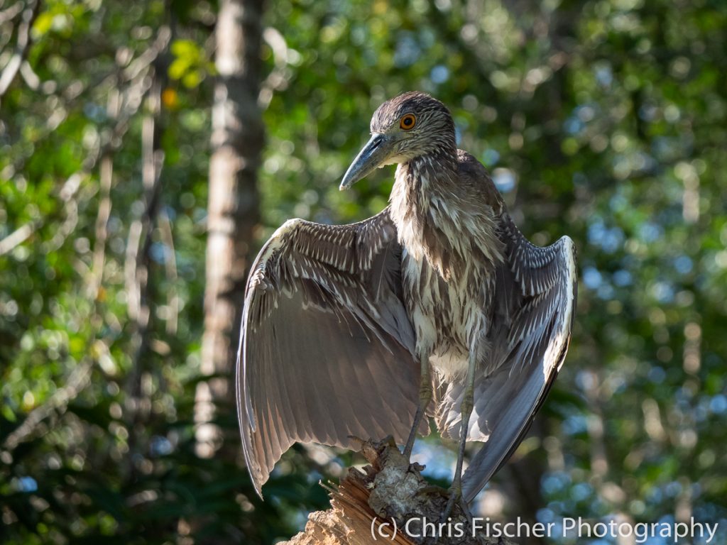 Yellow-crowned Night-Heron, Damas Island Mangroves (near Quepos), Costa Rica