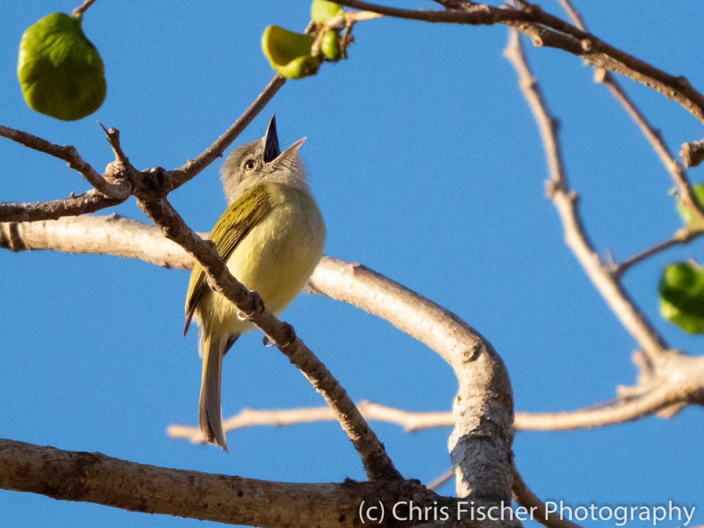 Yellow-Olive Flycatcher, Punta Morales, Costa Rica