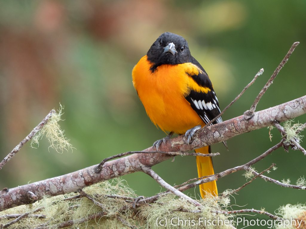 Baltimore Oriole, Bosque del Tolomuco, Costa Rica