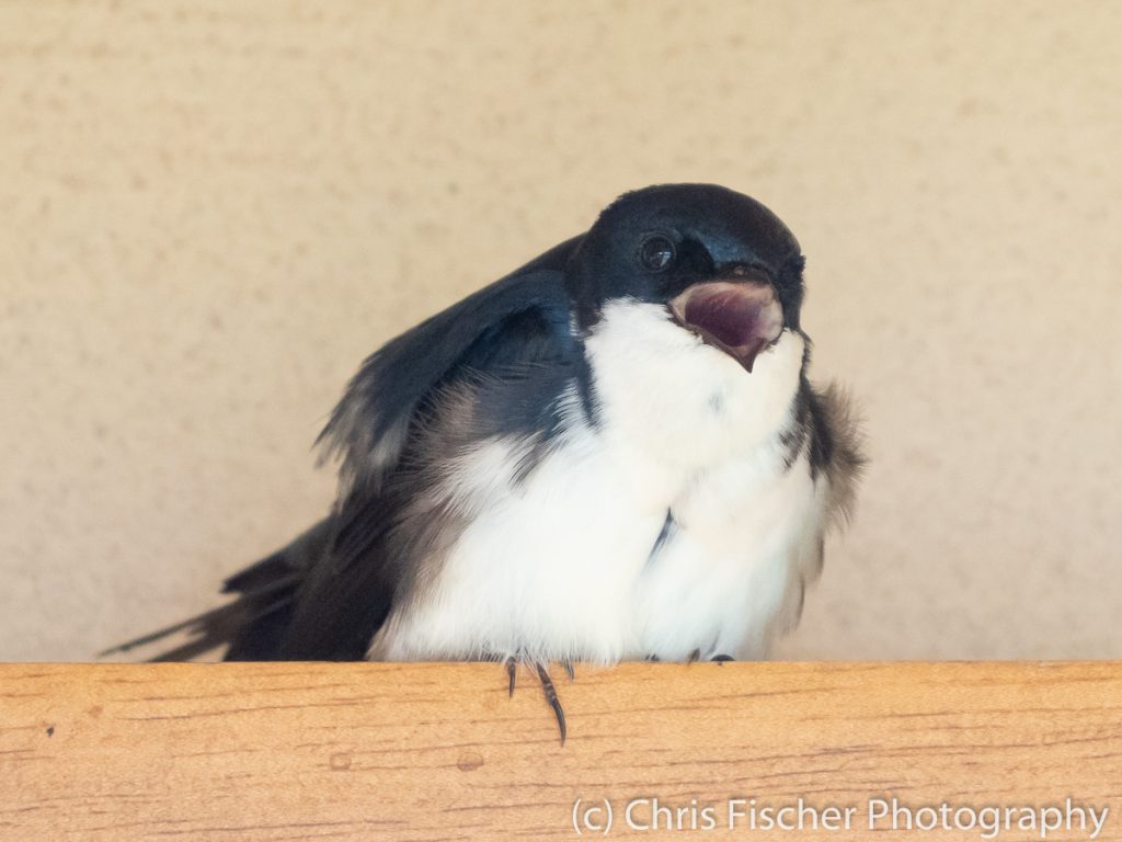 Blue-and-white Swallow, Bosque del Tolomuco, Costa Rica