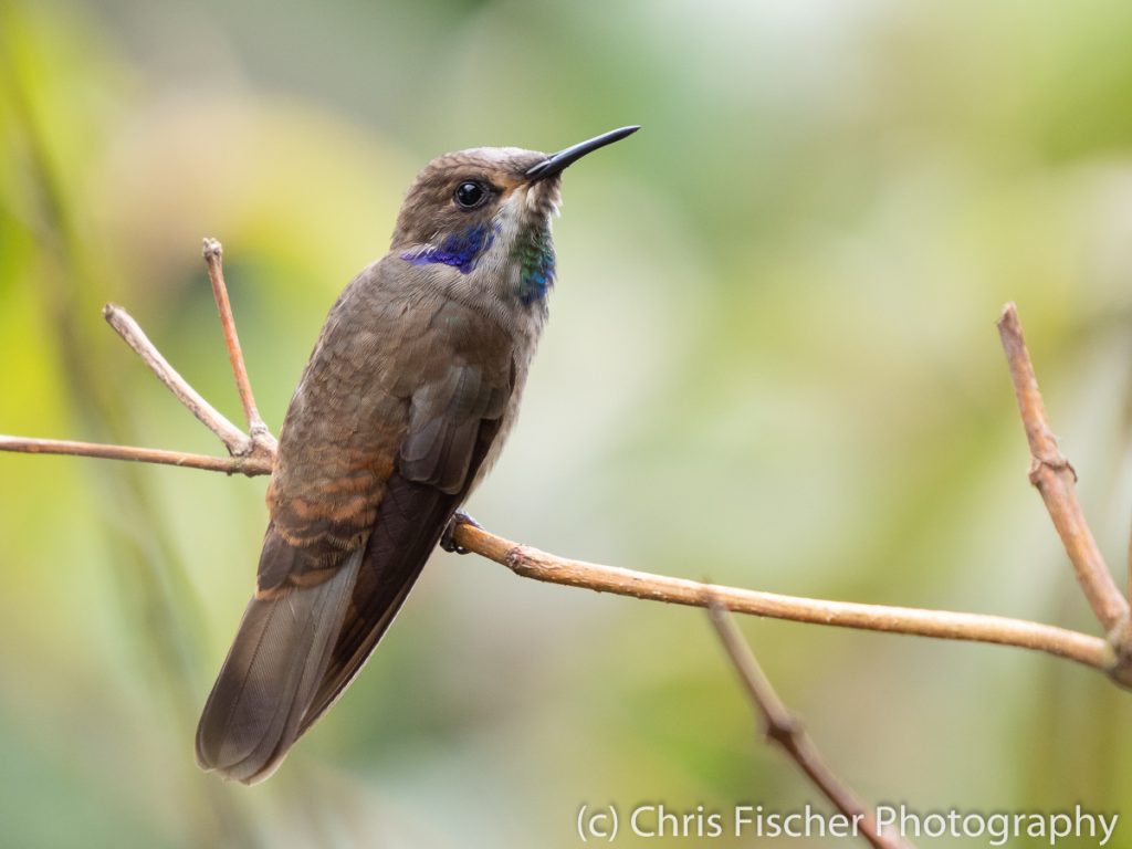 Brown Violetear, Mirador Valle del General, Costa Rica