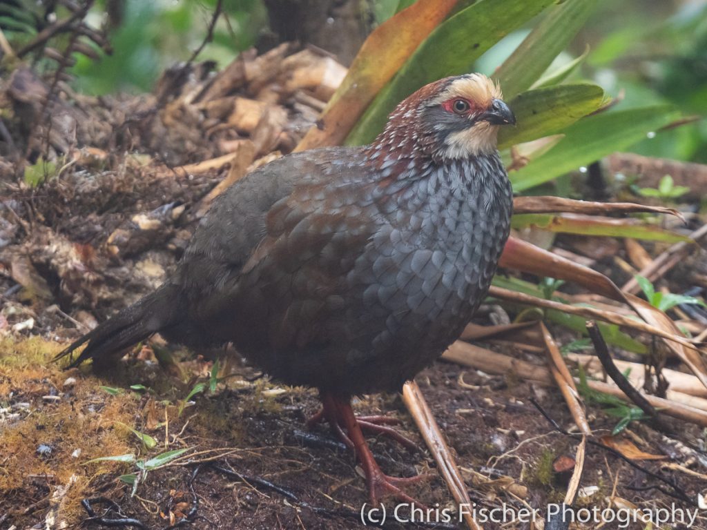 Buffy-crowned Wood-Partridge, Casa Tangara Dowii Reserve, Costa Rica