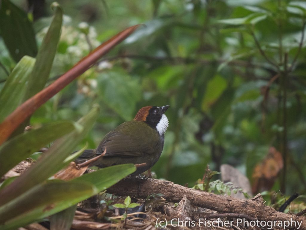 Chestnut-capped Brushfinch, Casa Tangara Dowii Reserve, Costa Rica