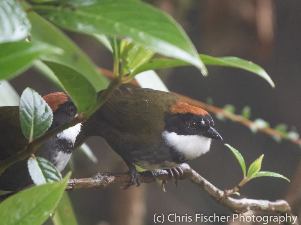 Chestnut-capped Brushfinch, Casa Tangara Dowii Reserve, Costa Rica