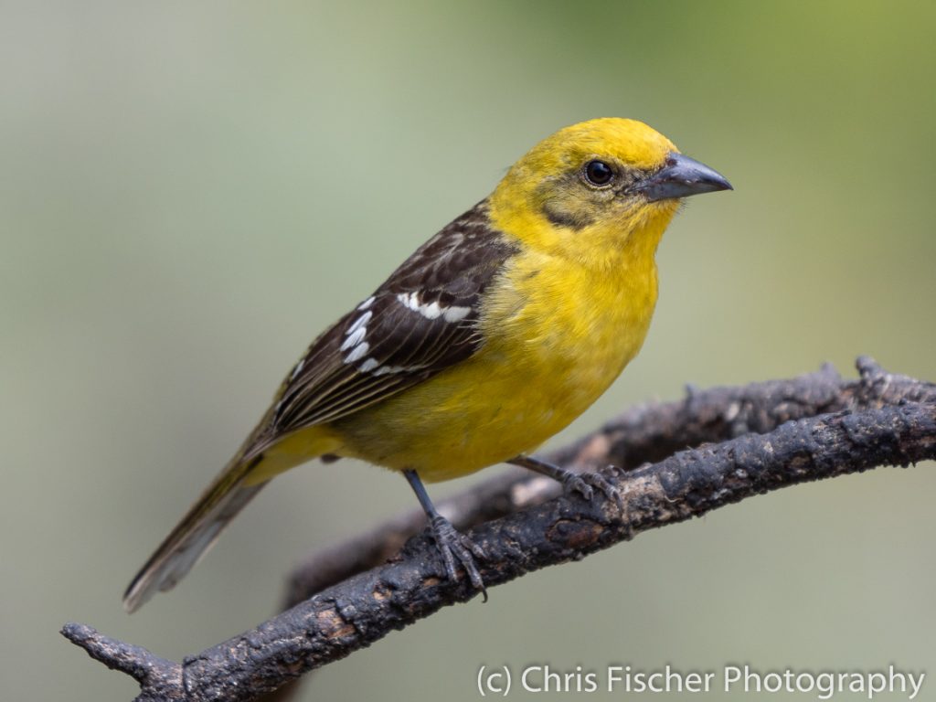 Flame-colored Tanager (female), Miriam's Place. Savegre Valley, Costa Rica