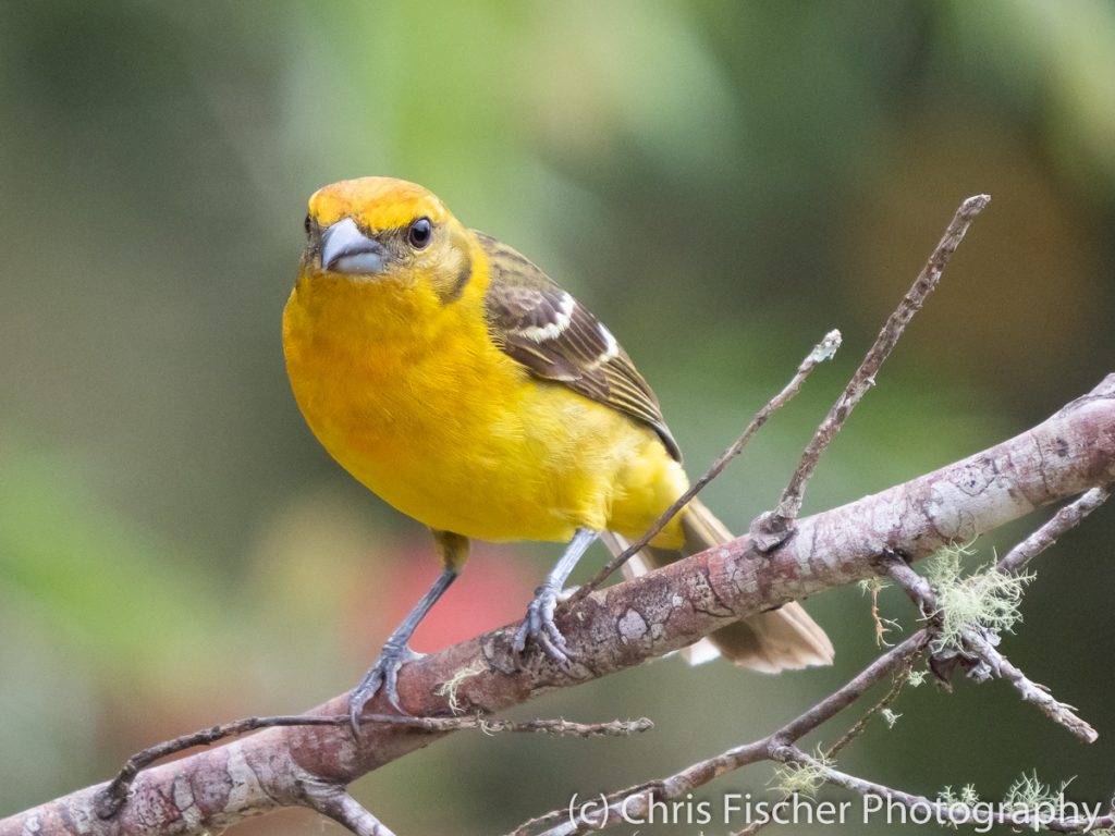 Flame-colored Tanager (female), Bosque del Tolomuco, Costa Rica