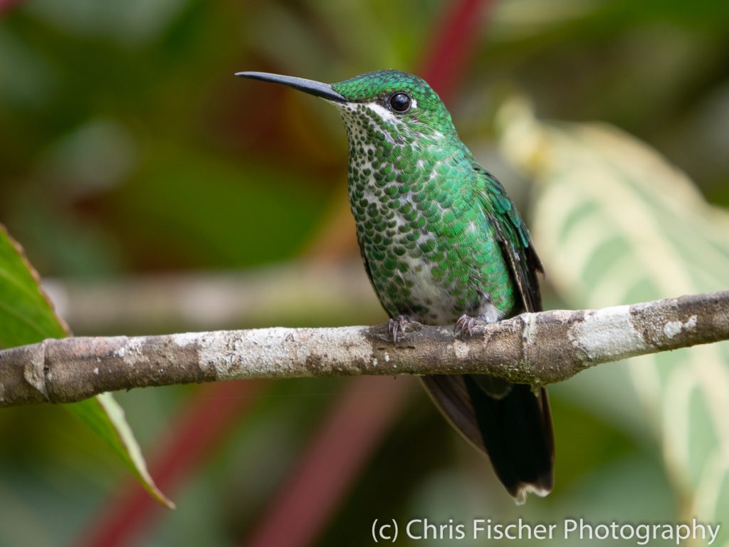 Green-crowned Brilliant, Bosque del Tolomuco, Costa Rica