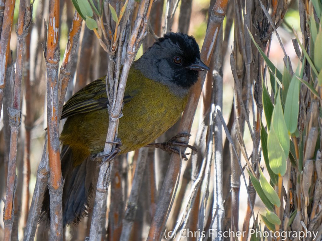 Large-footed Finch, Los Quetzales National Park--Cerro Buenavista Communication Towers, Costa Rica