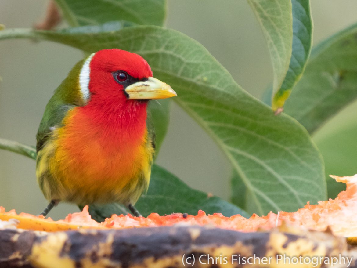 Red-headed Barbet, Bosque del Tolomuco Red-headed Barbet, Bosque del Tolomuco, Costa Rica