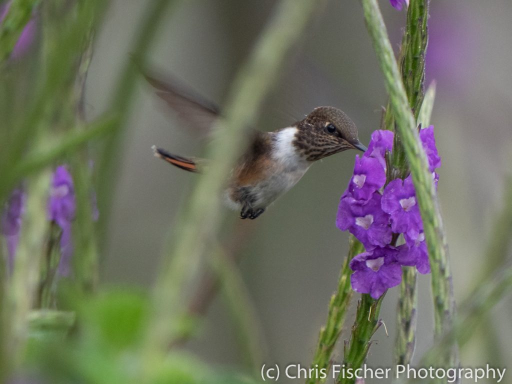 Scintillant Hummingbird, Bosque del Tolomuco, Costa Rica