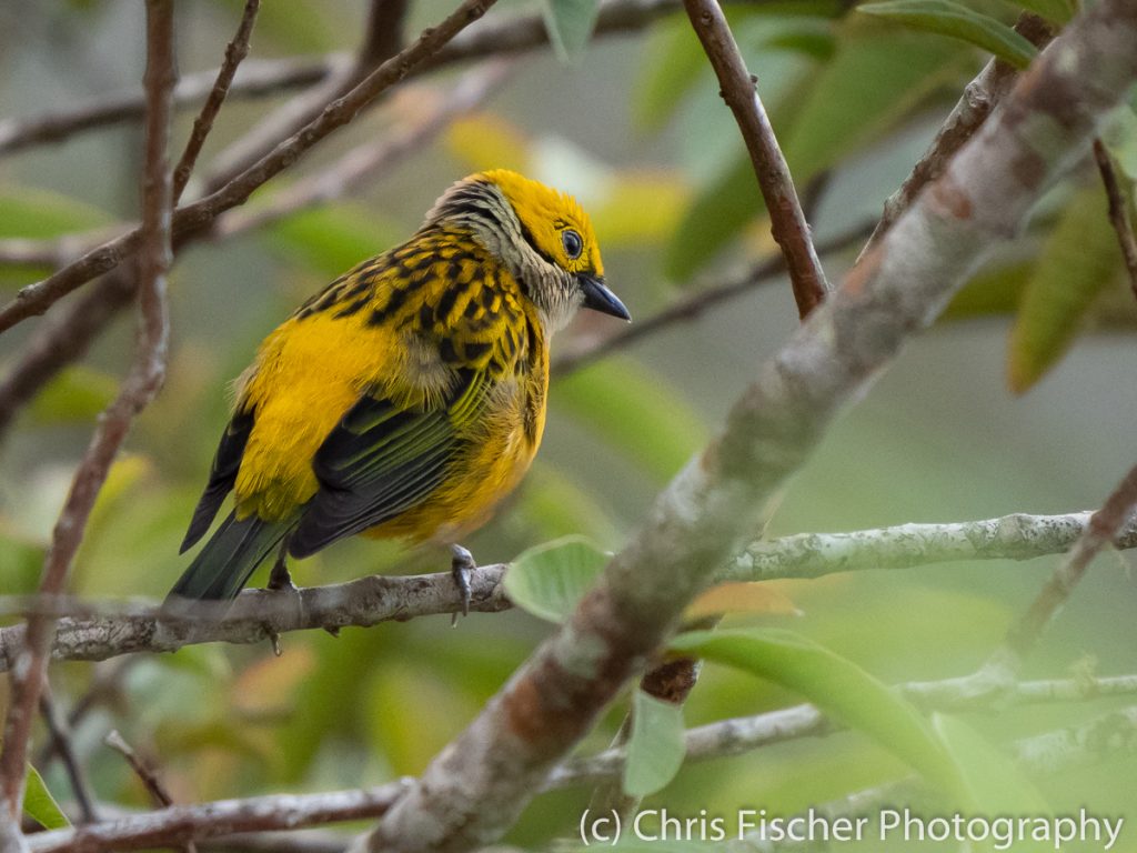 Silver-throated Tanager, Bosque del Tolomuco, Costa Rica