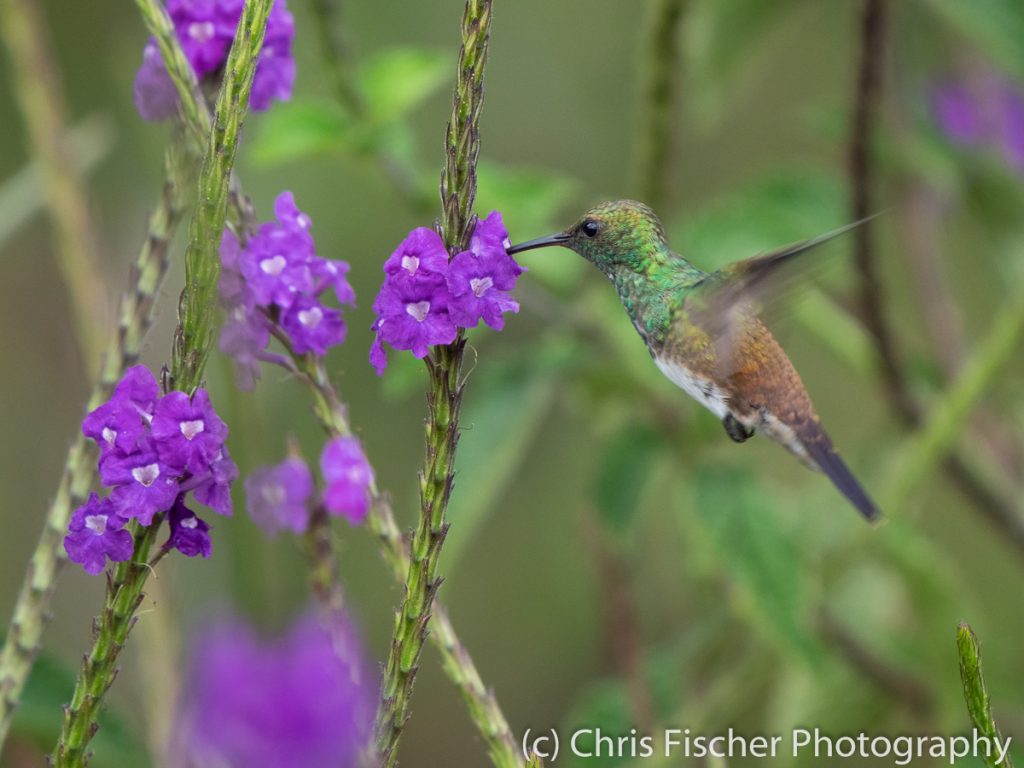 Snowy-bellied Hummingbird, Bosque del Tolomuco, Costa Rica