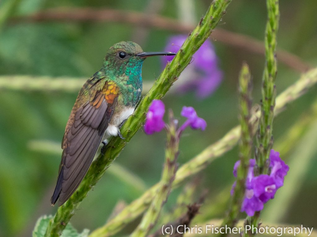Snowy-bellied Hummingbird, Bosque del Tolomuco, Costa Rica