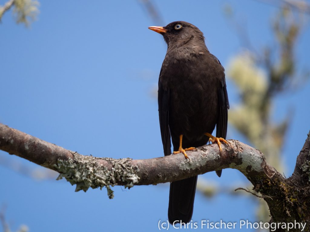 Sooty Finch, Miriam's Place. Savegre Valley, Costa Rica