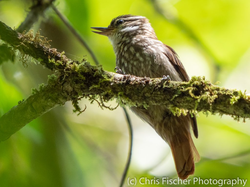 Streaked Xenops, Bosque del Tolomuco, Costa Rica