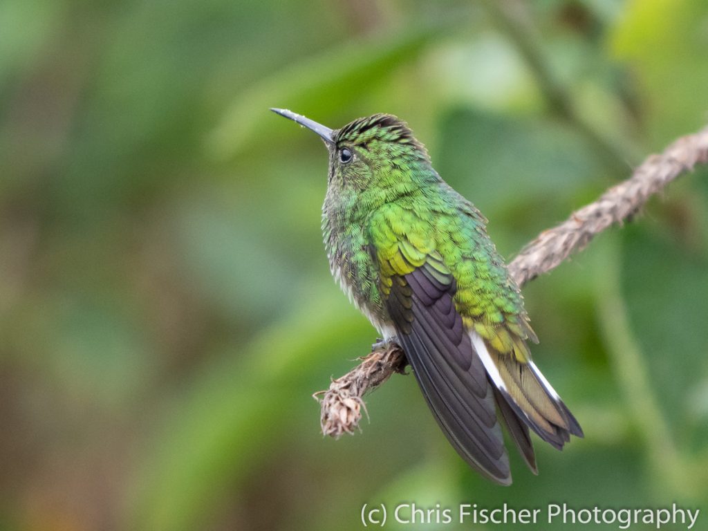 White-tailed Emerald, Bosque del Tolomuco, Costa Rica