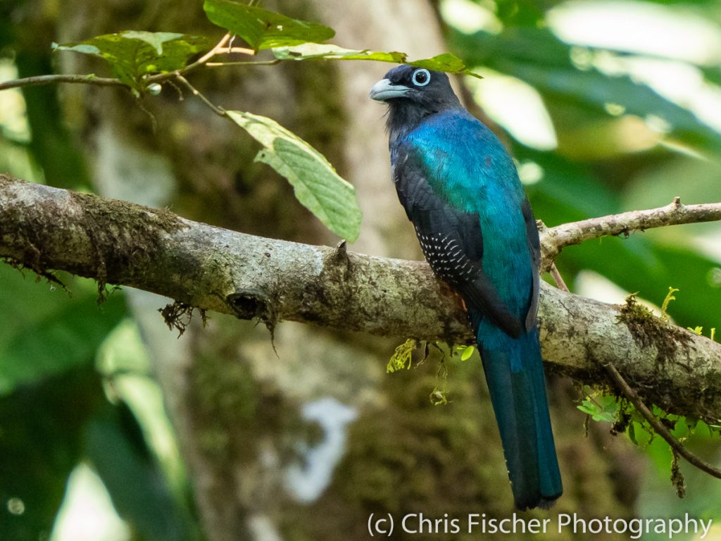 Baird's Trogon, Esquinas Rainforest Lodge, Costa Rica