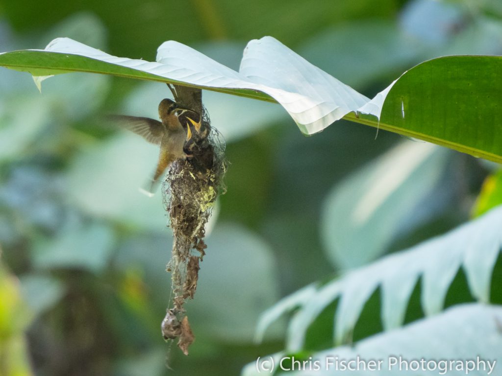 Band-tailed Barbthroat, La Gamba, Costa Rica