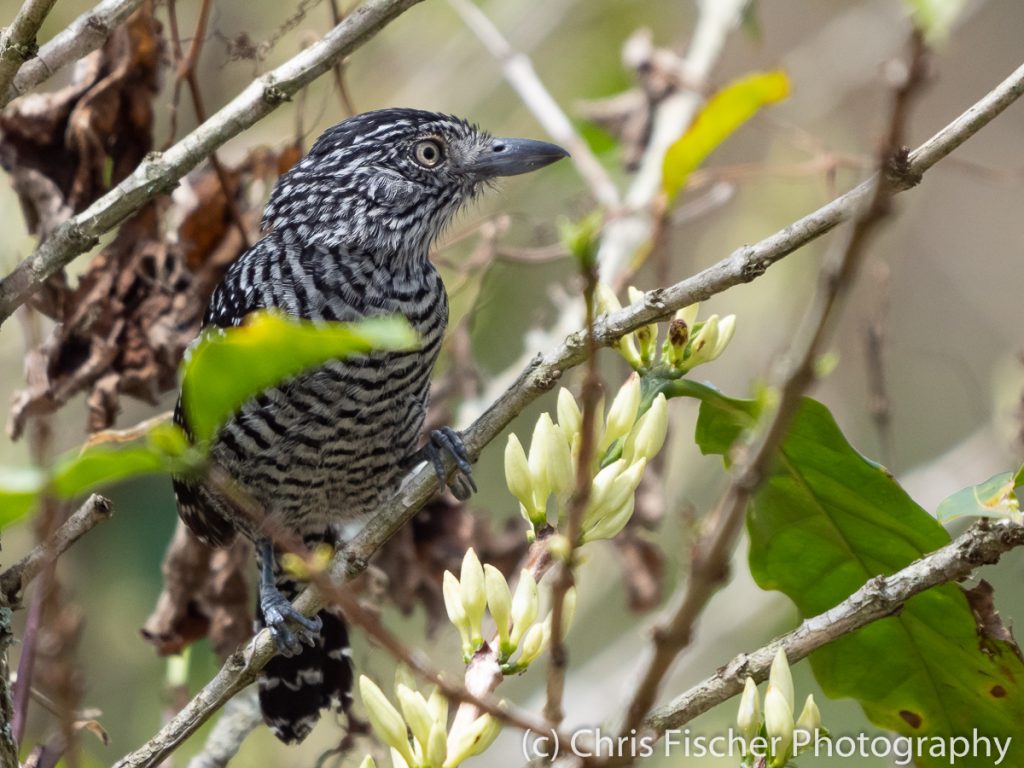 Barred Antshrike, Ujarras, Costa Rica