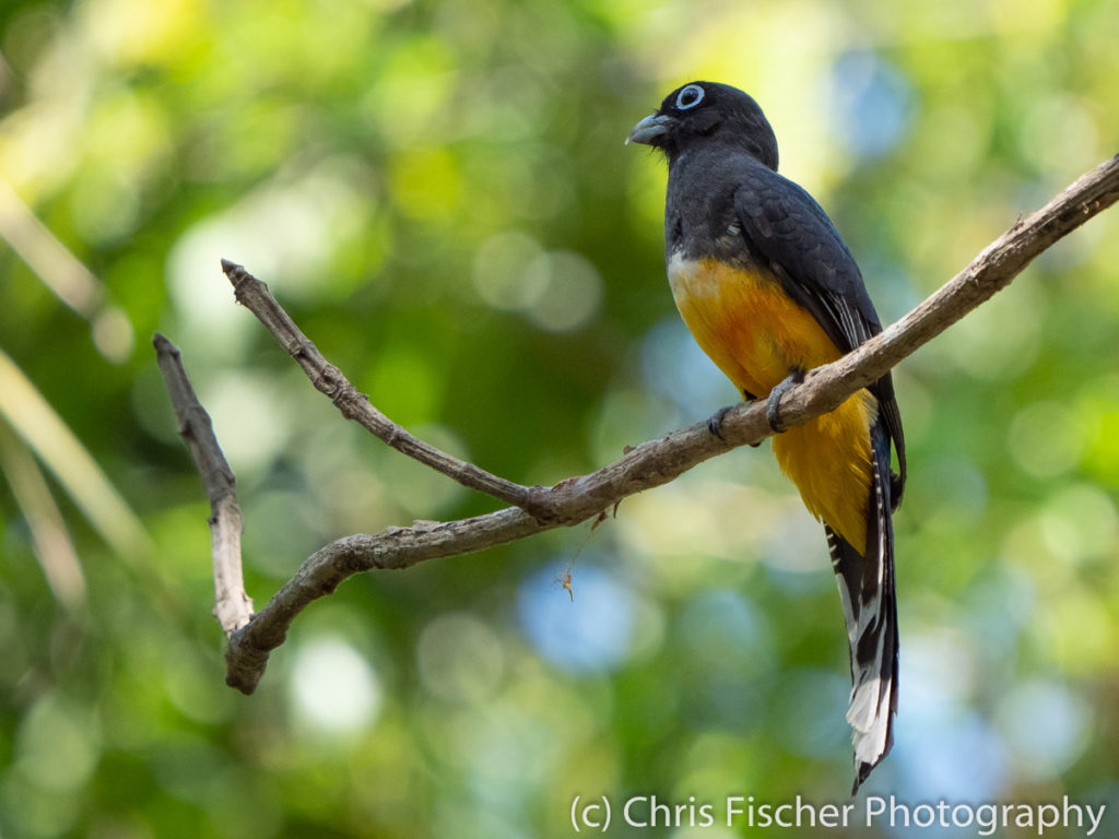 Black-headed Trogon, Río Panica, Costa Rica