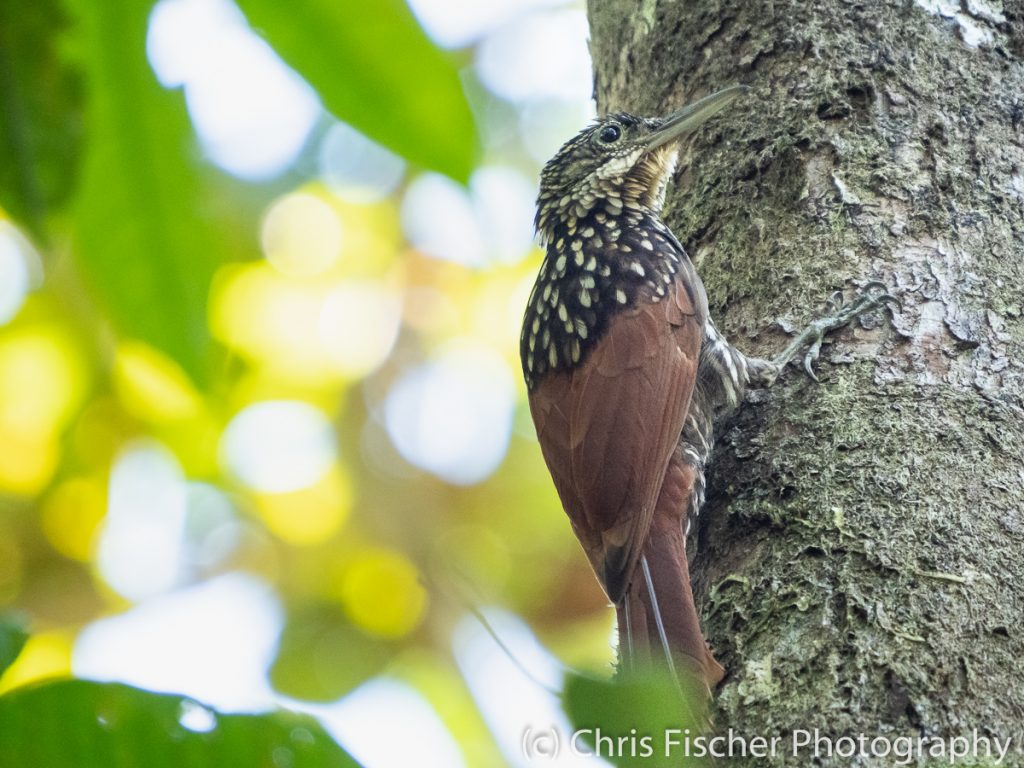 Black-striped Woodcreeper, Esquinas Rainforest Lodge, Costa Rica