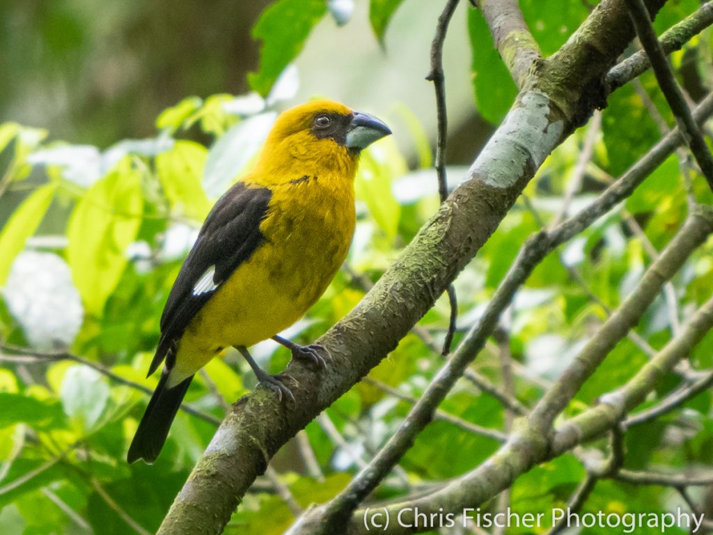 Black-thighed Grosbeak, Hotel Quelitales, Costa Rica