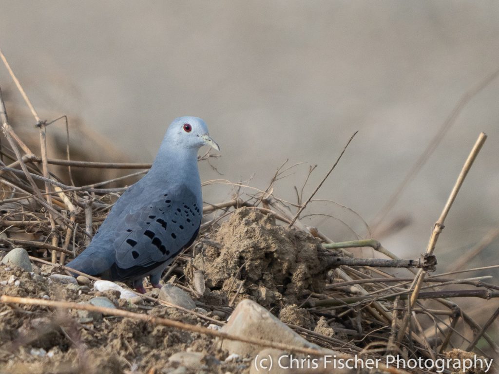 Blue Ground-Dove, Ciudad Neily rice fields, Costa Rica