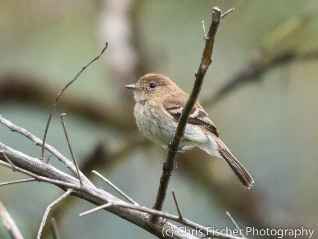 Bran-colored Flycatcher, Las Cruces, Costa Rica