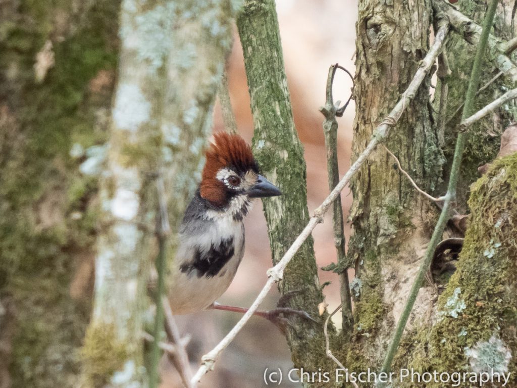 Cabanis's Ground-Sparrow, Ujarras, Costa Rica