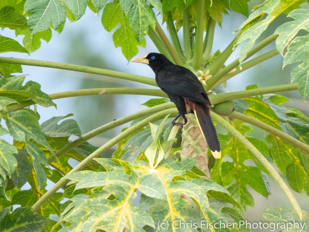 Crested Oropendola, Finca 54, Costa Rica