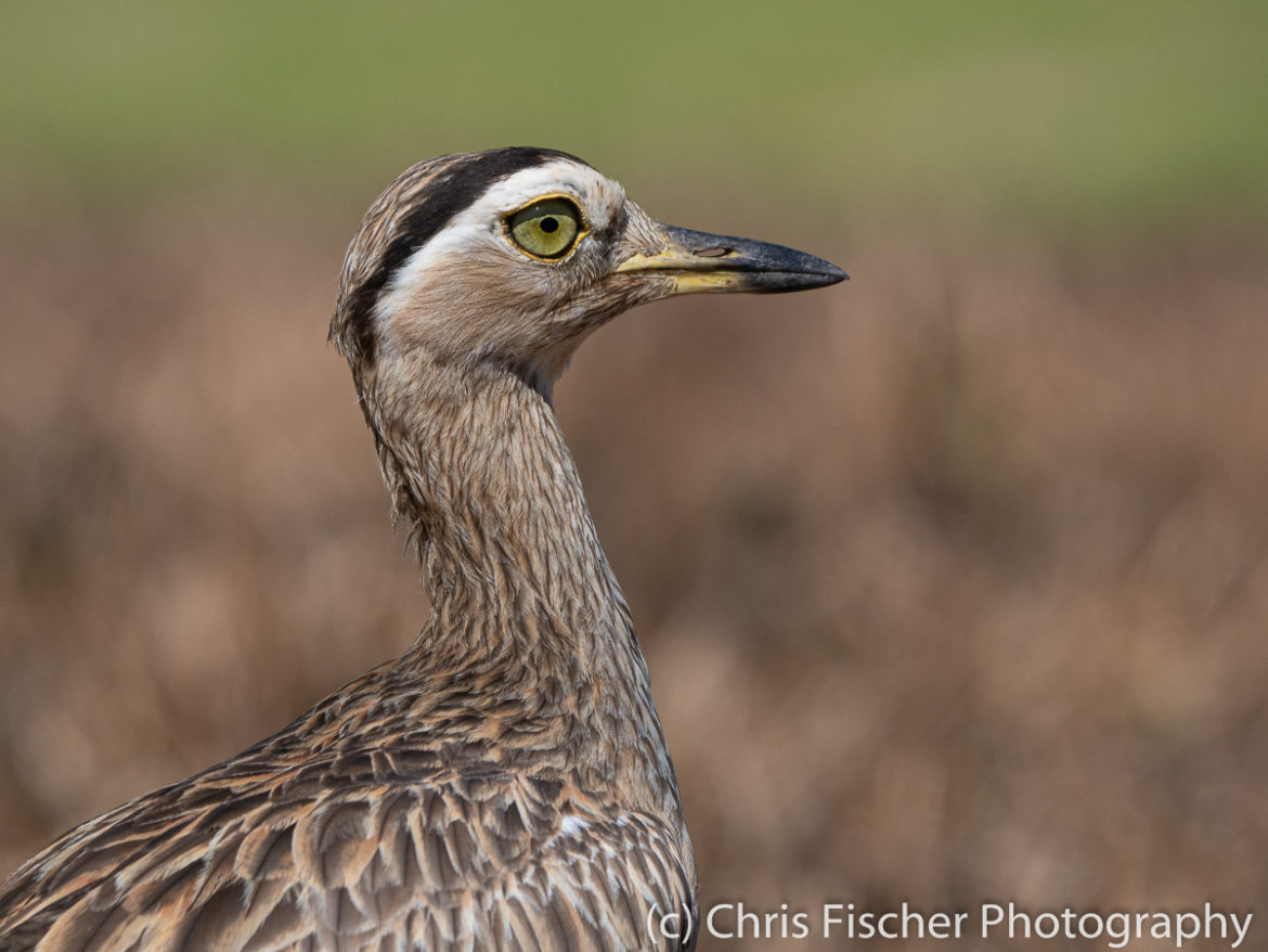 Double-striped Thick-knee, Tango Mar Hotel, Costa Rica