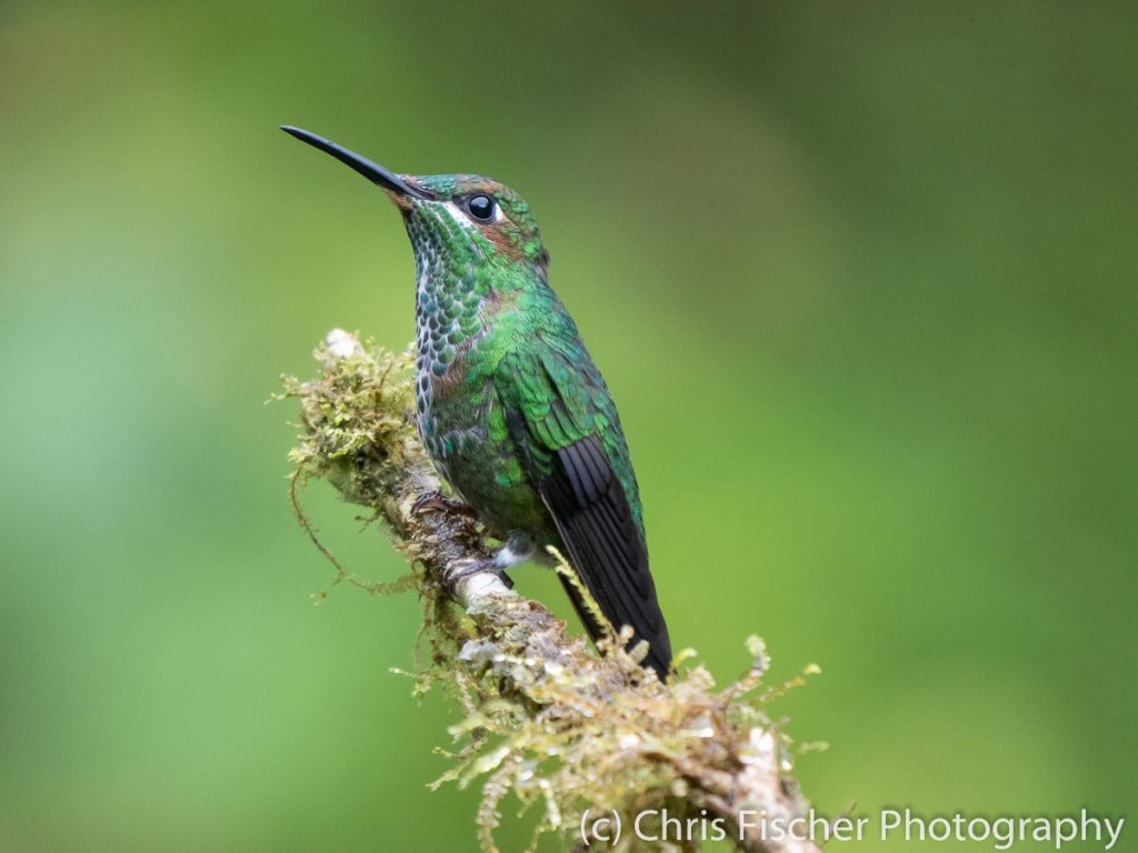 Green-crowned Brilliant, Hotel Quelitales, Costa Rica