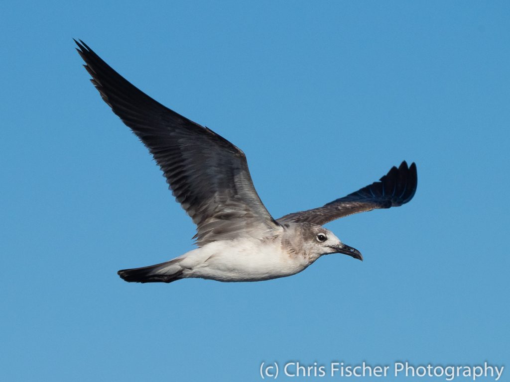 Laughing Gull