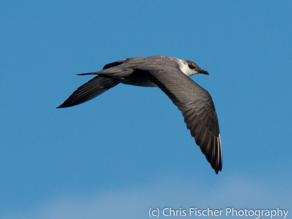 Long-tailed Jaeger