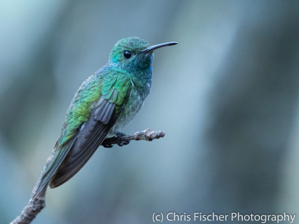 Mangrove Hummingbird, near Santa Lucia, Costa Rica