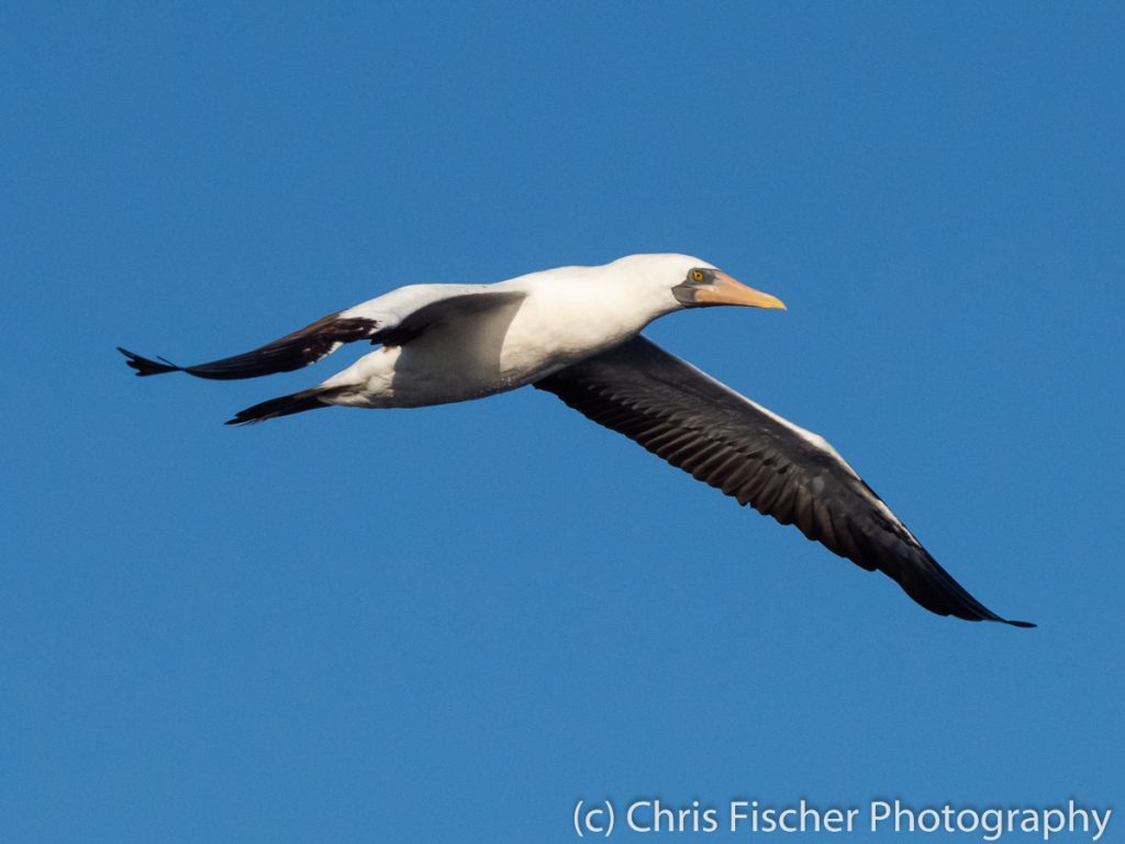 Nazca Booby