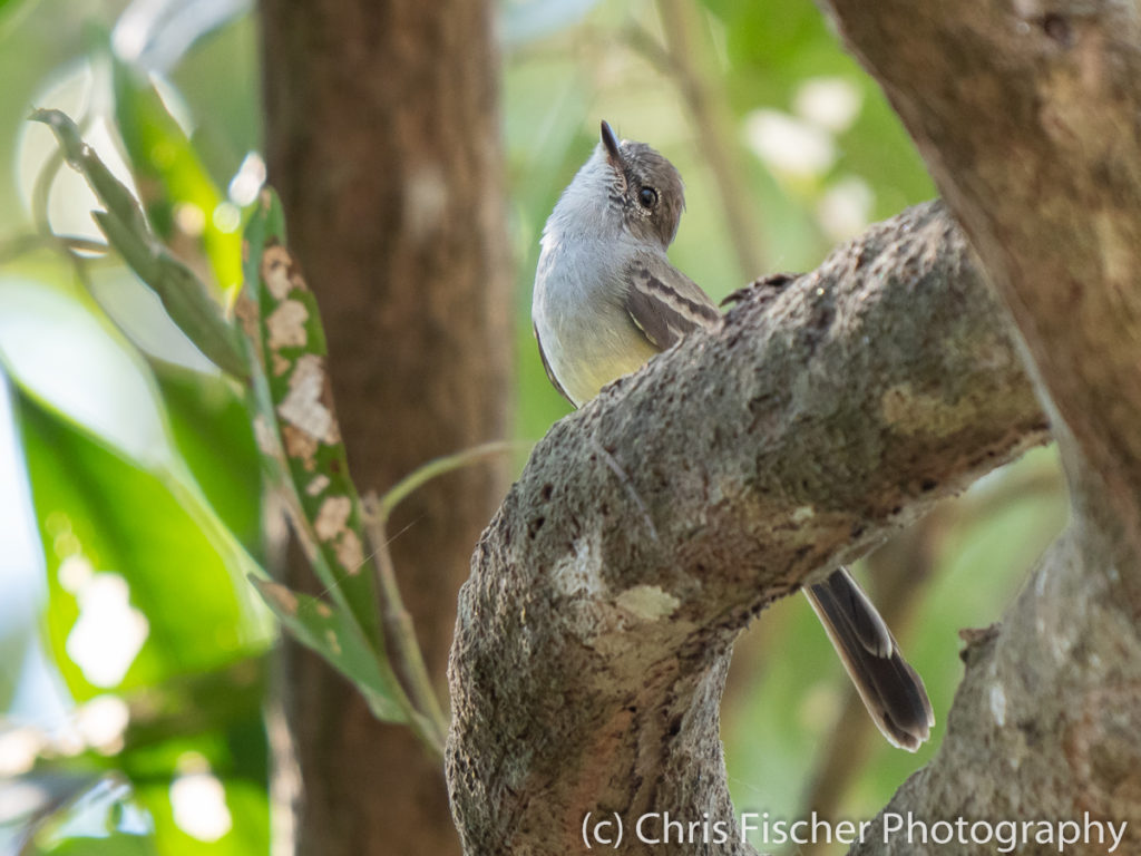 Northern Scrub-Flycatcher, Río Panica, Costa Rica