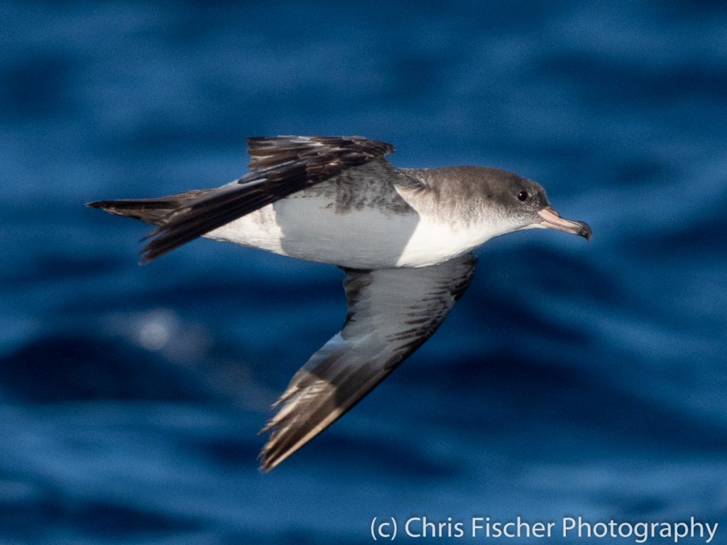 Pink-footed Shearwater